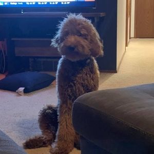 Meet your Posher, Haley